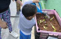 #paratodosverem: Uma criança pequena, de blusa cinza, rega com cuidado pequenas mudas de hortaliças plantadas em uma caixa de plástico rosa. O cesto é usado como canteiro. A criança é assistida por um adulto e o ambiente tem paredes verdes. A cena foca na importância da educação sobre alimentos e o cultivo na infância.