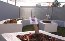 #paratodosverem: Canteiro de horta com uma placa escrita “alface roxa” em destaque, cercado por outros espaços de plantio ao fundo. 