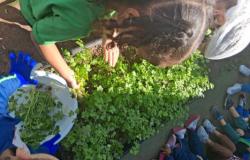 #paratodosverem: Em primeiro plano, uma menina estudante participa da colheita de ervas em uma horta escolar, segurando algumas folhas verdes retiradas do canteiro. Ao redor, outras crianças observam atentamente a atividade, enquanto um recipiente branco, segurado por aluno, recebe as plantas já colhidas.