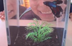 #paratodosverem: Peixe betta nas cores azul e preto em um pequeno aquário com cascalho escuro e uma planta verde no centro. Ao fundo, uma criança observa o peixe bem de perto, com um sorriso no rosto. 