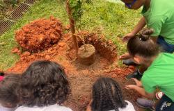 uma muda de árvore é plantada por alunos de uma escola de educação infantil. As crianças estão de costas, agachadas em roda, com camisetas brancas e verdes.