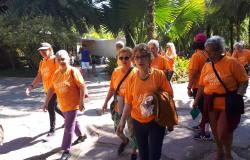 Mais de seis idosas de camiseta laranja caminhando em lugar arborizado. 