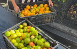 A foto mostra caixas plásticas cheias de frutas cítricas, principalmente laranjas e tangerinas, em diferentes estágios de maturação, variando entre tons de verde, amarelo e laranja. As caixas estão sendo carregadas na parte traseira de um veículo, provavelmente para transporte ou distribuição. Ao fundo, há outras caixas com frutas e uma pessoa usando uma camiseta listrada preta e branca, segurando uma das caixas.