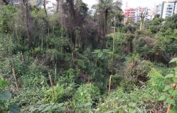 Ambiente aberto, parte do parque com muitas árvores de porte médio e novas mudas plantadas. 