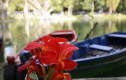 Detalhe de flor vermelha, ao fundo, barcos e lago do Parque Municipal. 