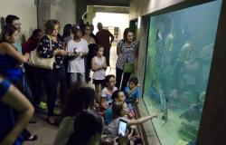 Mais de dez pessoas observam o aquário com peixes, à noite. 