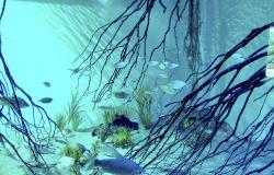 Mais de dez peixes nadam em aquário azulado. 