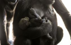 Detalhe de novo bebê gorila no colo de sua mãe. 