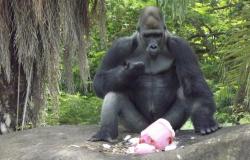 Gorila, sentado em pedra, com árvores ao fundo, come cone com frutas congeladas.