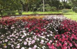 Flores nas cores rosa escuro, rosa claro e branco ocupam parte de Jardim Botânico. Ao fundo, vegetação verde durante o dia.