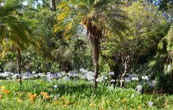 Vegetação exuberante, com palmeiras, árvores e flores, do Parque Ecológico da Pampulha, durante o dia. 
