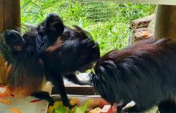 Imagem de filhotes de mico-leão-preto comendo com seus pais