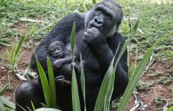Gorila com o filhote no colo