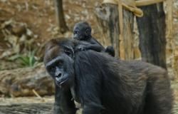 Mãe gorila com sua filha, com vegetação ao fundo, durante o dia. 