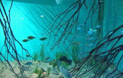 Peixes e galhos azulados em aquário. 