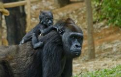  Anaya, caçula da família de gorilas do Zoo de BH, completa 3 anos