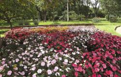 Flores nas cores rosa escuro, rosa claro e branco ocupam parte de Jardim Botânico. Ao fundo, vegetação verde durante o dia. 
