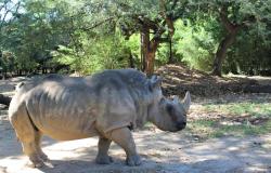 Rinoceronte do Zoo-BH completa 53 anos nesta quinta-feira