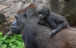 Anaya, caçula da família de gorilas do Zoo de BH