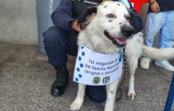 Cães resgatados pela Guarda Municipal podem ser adotados, neste sábado (17)