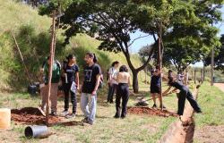 Parceria amplia produção de árvores como ipês e pitangueiras destinadas a áreas públicas de BH