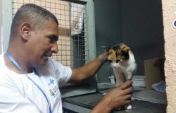Agente acaricia gato que recebe tratamento