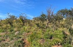Belo Horizonte ganhará 7 mil novas árvores até o mês de abril