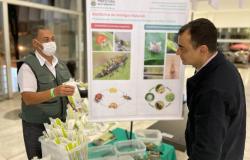 Biofábrica chega à marca de 110 mil joaninhas distribuídas em Belo Horizonte