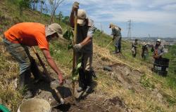 Plantação de mudas para novas florestas