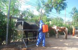Cavalo cercado por barras de metal recebe líquido carrapaticida em seu torso por agente protegido, com macacão e touca azul. 