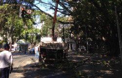 Caminhão de poda atua em árvores da avenida Bernardo Monteiro. Foto ilustrativa. 