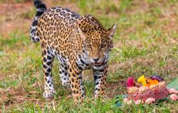 Zoológico de BH realiza programação educativa especial neste fim de semana