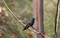 Parque da Serra do Curral terá nova edição da observação de aves neste sábado (8)
