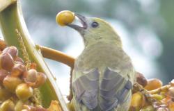 Parque Serra do Curral terá observação de aves neste sábado (8)