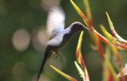 Estão abertas as inscrições para expedição de observação de aves no Parque Jacques Cousteau