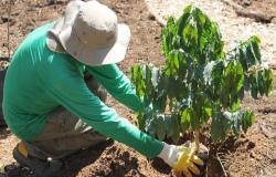 PBH planta 288 mudas de árvores no Bairro Jardim Vitória