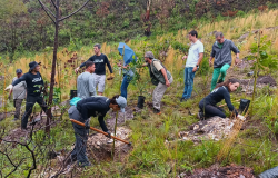 PBH realiza último plantio do ano e atinge marca de 37 mil novas árvores em 2024