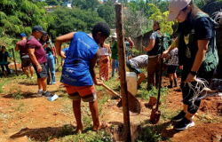 Prefeitura de Belo Horizonte planta 200 novas árvores no bairro Califórnia