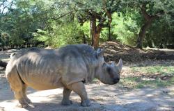 Rinoceronte Luna, de 53 anos, morre no zoológico de BH