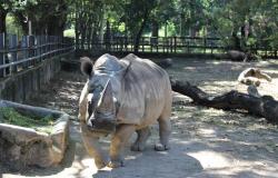 Rinoceronte Luna completa 52 anos