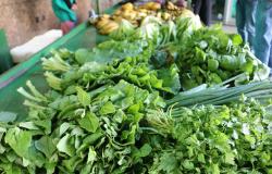 Vilarinho abriga a primeira feira de agricultura urbana em estação de ônibus