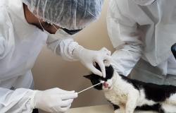 Veterinária faz procedimento em gato 