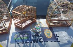 Imagens de gaiolas com passarinhos resgatados pela Patrulha Ambiental da Guarda Municipal de Belo Horizonte