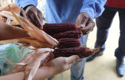 CEVAE Serra Verde recebe mutirão para troca de semente crioula e agroecológica
