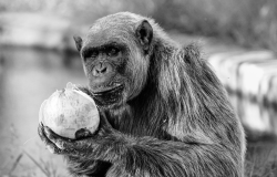 Chimpanzé segura nas mãos um coco maduro em uma foto em preto e branco 