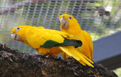 Zoo de BH divulga calendário de julho para visitas guiadas a recinto de aves 