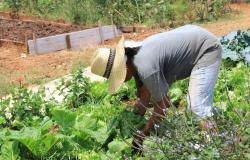 PBH e Sebrae Minas oferecem capacitação gratuita para agricultores urbanos