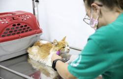 Complexo Veterinário de BH tem tratamento pioneiro para gatos com esporotricose