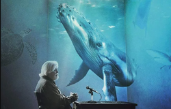 Cine Santa Tereza recebe Mostra Internacional de Cinema pelos Animais