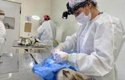 PBH abre unidade em Venda Nova e aumenta vagas para castração de cães e gatos